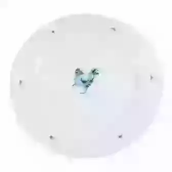 10" China Plate